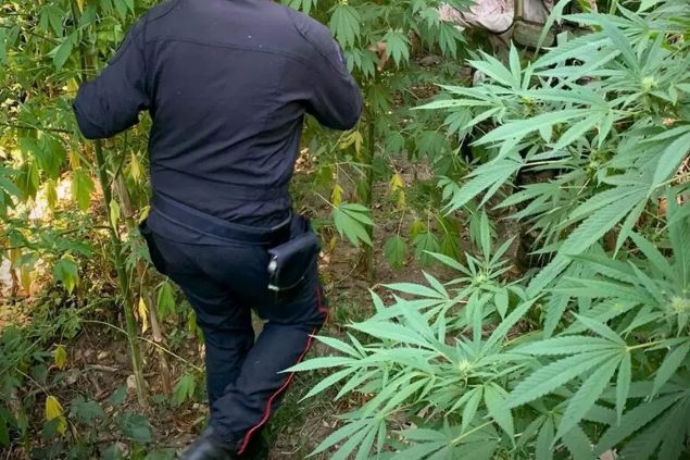 Blitz antidroga nel Vibonese, sequestrate oltre 470 piante di cannabis