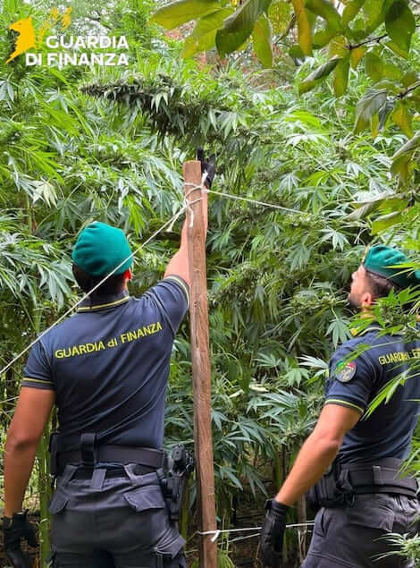 Calabria, sequestrate 19 piantagioni di cannabis