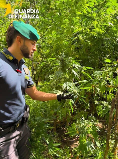 Calabria, sequestrate 19 piantagioni di cannabis